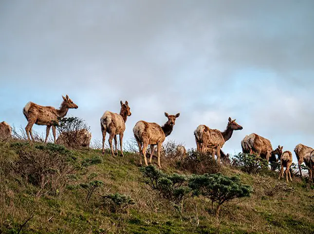 What Is A Pack Of Deer Called Exploring The Social Structure Of Deer 