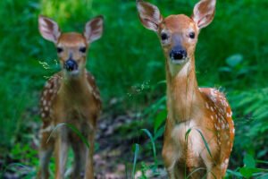 White Tailed Deer Facts And Other Information All About Deer