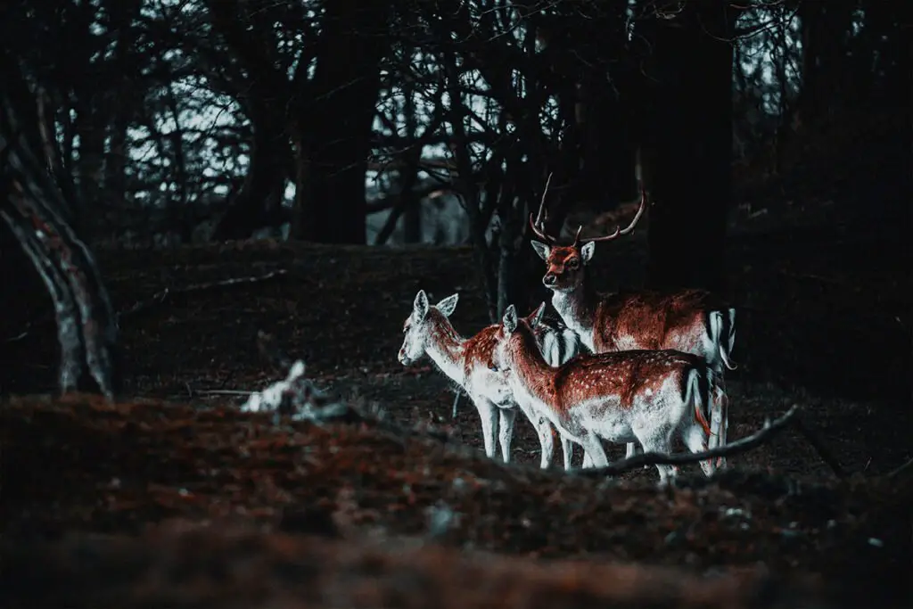 Brown and white deer standing on brown dried leaves