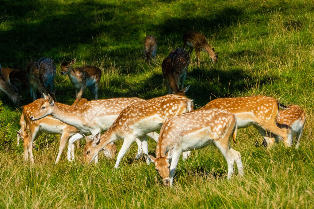 Brown and white spotted deer eating grasses photo