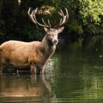 Can a Deer Swim