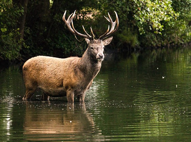 Can a Deer Swim