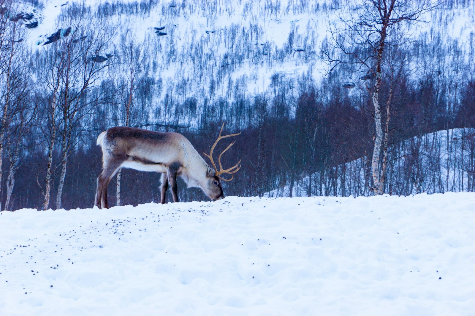 Deer eating in the snow