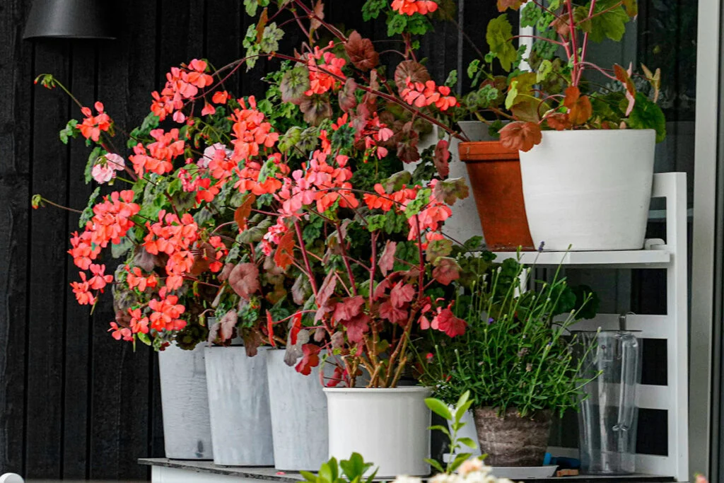 Do deer eat geraniums - Geraniums Flowers in Pots