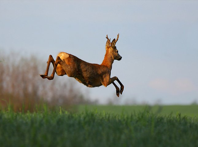 How High Can Deer Jump
