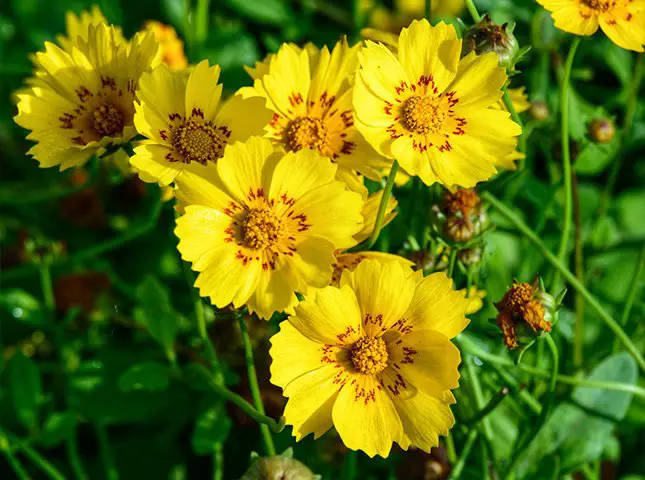 Coreopsis Plants