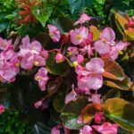 Do Deer Eat Begonias