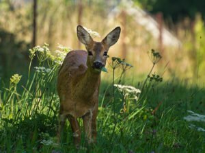 Do Deer Eat Grass