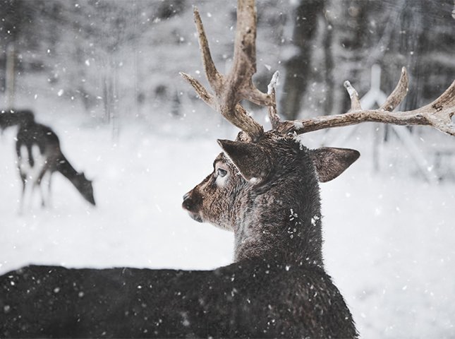 How Do Deer Survive in the Winter
