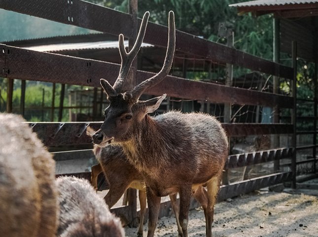 How Long Do Deer Live in Captivity