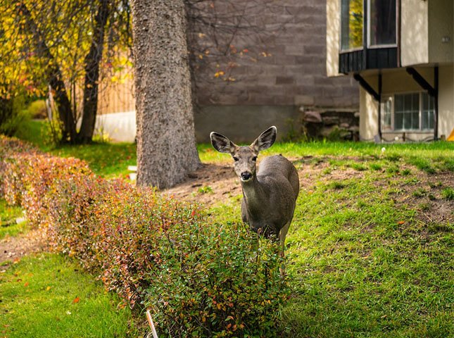 How to Attract Deer to Your Property