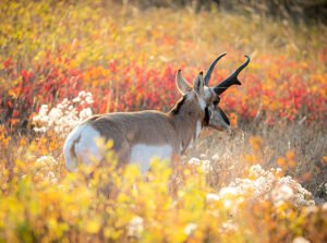 What Color Light Can Deer Not See