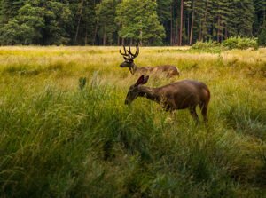 What Do Deer Eat in the Summer