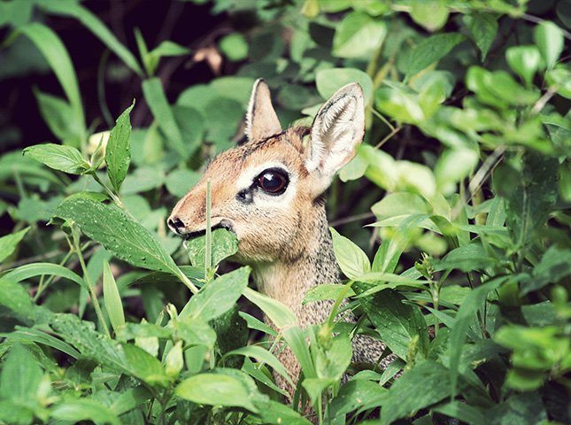What Herbs Keep Deer Away