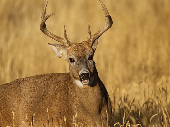 What Is Special Late Deer Season