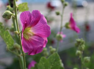 hollyhocks