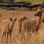 Barasingha Deer
