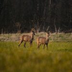 Best Cover Scent for Deer Hunting