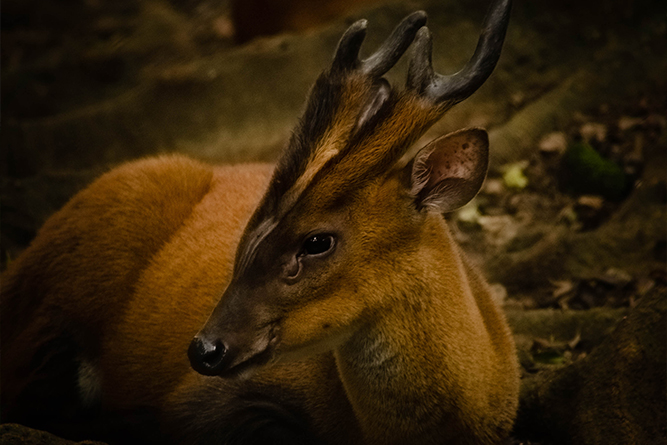 Bornean Yellow Muntjac Deer Sitting