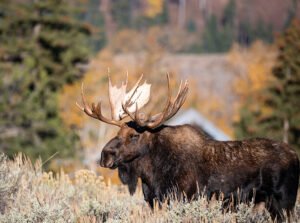 Brown moose on green grass during daytime photo