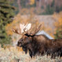 Brown moose on green grass during daytime photo