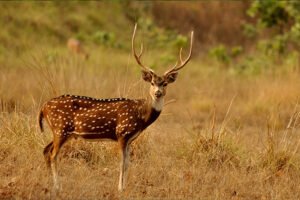 Chital Deer