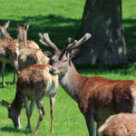 Deer Species: A Comprehensive Overview