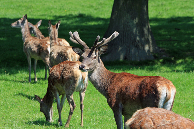 Deer Species: A Comprehensive Overview