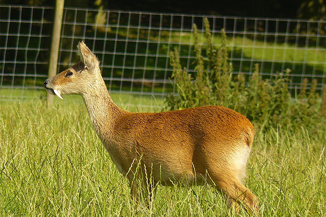 Male water deer (Hydropotes inermis) at Whipsnade Zoo