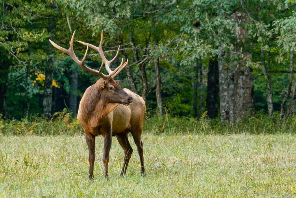 Do deer move when it's windy