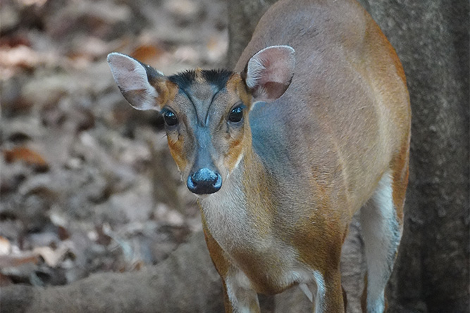 southern red muntjac in the forest
