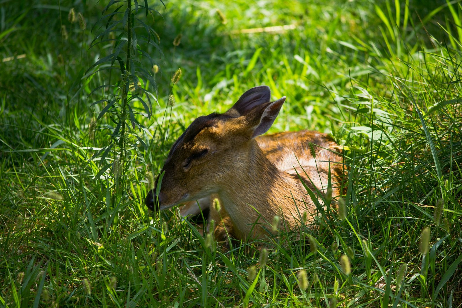 Asian Deer napping in the shade