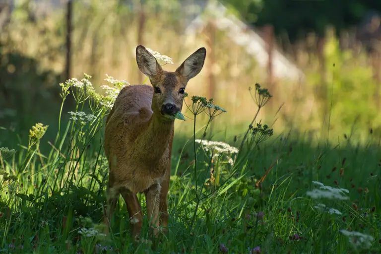 What Do Deer Eat? A Complete Guide - All About Deer