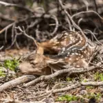Brown and black reindeer on tree logs sleeping