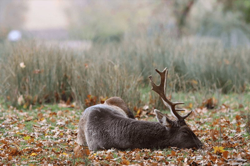 Gray Deer Sleeping on Brown Grass Field