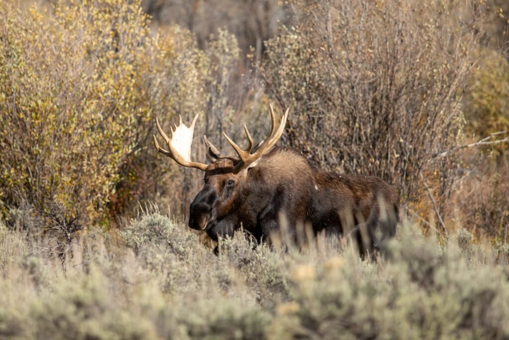 Moose eating grass