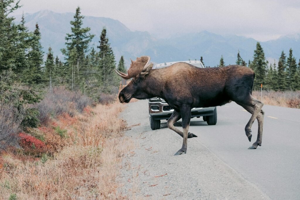 Moose in the road