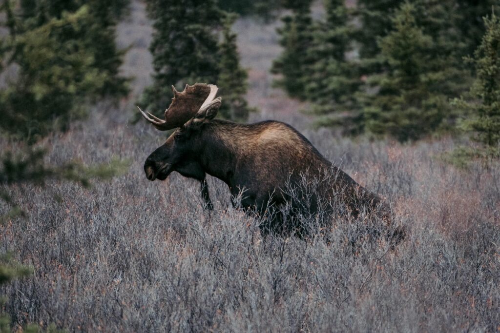 Moose laying down